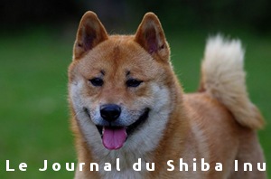 Peka -> Le Journal du Shiba-Inu