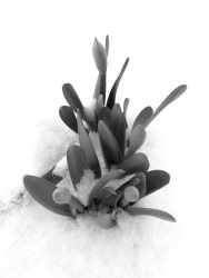 Cache-cache! (3) (Photo en noir et blanc d'une fleur persant la neige)