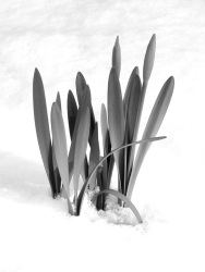 Cache-cache! (1) (Photo en noir et blanc d'une fleur persant la neige)