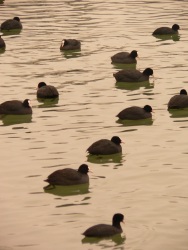 Partie de dames (Photo de canard sur le lac de Gretz-sur-Loing)