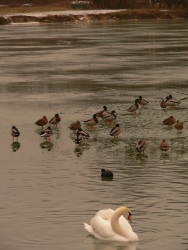 La marche des empereurs (Photo de canards marchant sur le lac gelé de Gretz-sur-Loing)