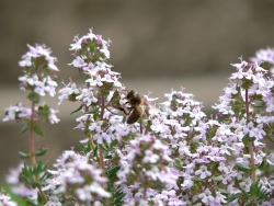 Bzzzzzzzzzzzzzzz (Photo d'une abeille sur du thym en fleur)