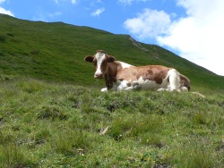 Usine Suisse Milka (Photo d'une vache se reposant)