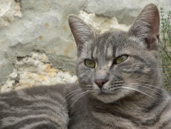 Félin des villes (Photo d'un chat tigré gris qui s'est invité pour avoir une photo)
