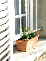 Au soleil (Photo d'une jardinière sur le bord d'une fenêtre)