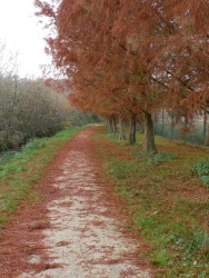 Tapis rouge (Photo d'arbre perdant leur feuilles rouges le long du parc de l'emprunt)