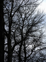Contre jour (Photo à contre jour d'un arbre)
