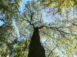 Torticoli (Photo d'un arbre, vue du pied)