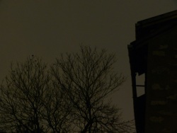 Pas un bruit (Photo de nuit du sommet d'un arbre à côté du toit d'une maison)