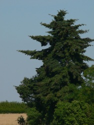 Arbpentin (Photo d'un arbre en serpentin)