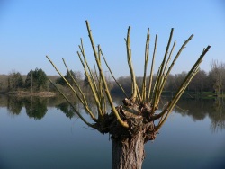Balai brosse (Photo de la tête d'un arbre dépourvu de feuille, mais avec des branches courtes et toutes vertes)