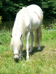 Jolly Jumper (Photo d'un cheval blanc en train de brouter l'herbe au bord d'un canal)