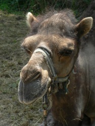 Prisonnier de cirque (Photo de la tête d'un chameau avec une corde autour du cou)