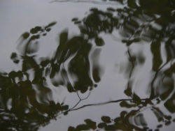 Reflet humide (Photo du reflet d'une branche prise sur les bord de la loire)