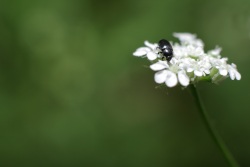 Insecte sur lit de pétales (Photo d\'un insecte noir sur une fleur blanche)