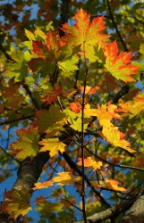 Couleurs d'automne (Photo d'un ensemble de feuille aux couleurs de l'automne)