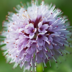 Boule fleurie (Photo d'une fleur)