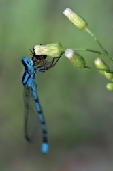 Miiaaam (Macro d'une libellule dévorant un moucheron. Prise avec le Pentax 100mm f/2,8 D-FA Macro WR. Utilisation du trépied et d'un flash cobra.)