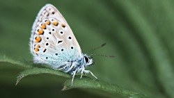 Papillon 1210 (2) (Macro d'un papillon bleu)
