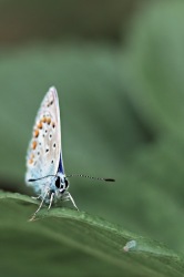 Papillon 1210 (1) (Macro d'un papillon bleu)
