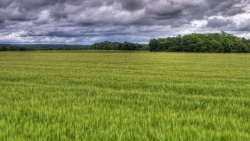Champs de blé (Traitement en HDR sur un champs de blé)