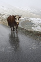 Saint-Sorlin-d'Arves - Été 2012 (21) (Photos de nos vacances à la montagne à la station de Saint-Sorlin-d'Arves. À 2200m d'altitude, il y eu de la neige en Août ! La vache de la photo s'était échappée du troupeau et a fait le col de la Cr)